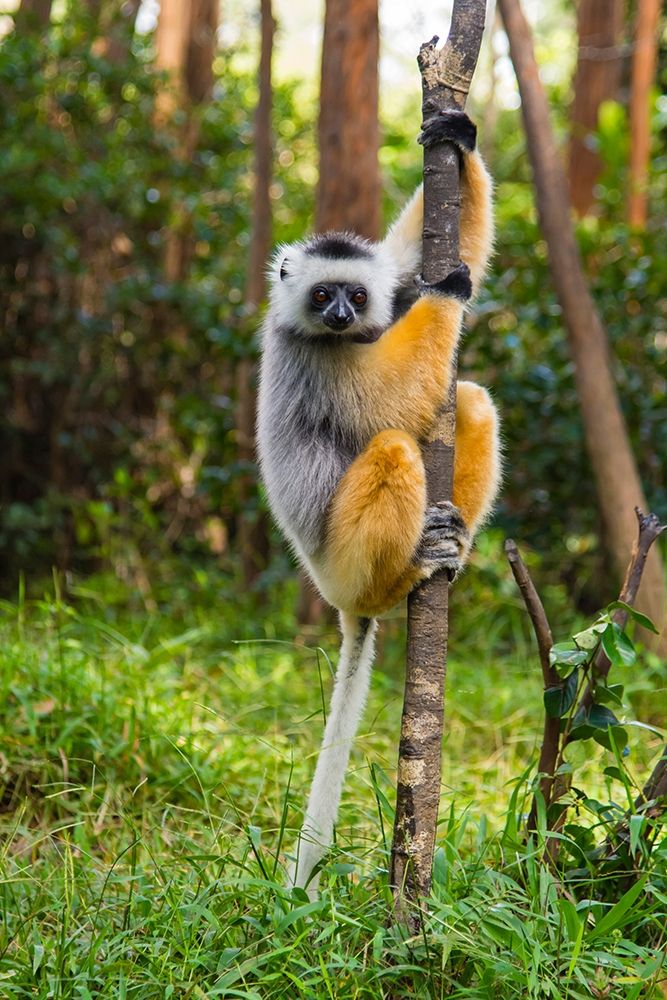 Madagascar-Andasibe-Vakona Lodge-Lemur Island Diademed sifaka in a tree
